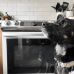 Maytag Gas Range and Dog