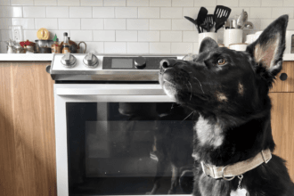 Maytag Gas Range and Dog