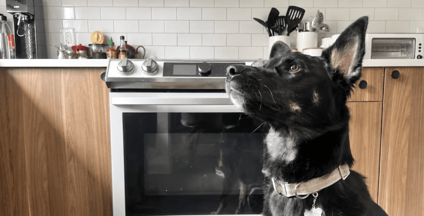 Maytag Gas Range and Dog